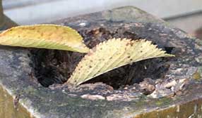 防腐木多少钱一立方